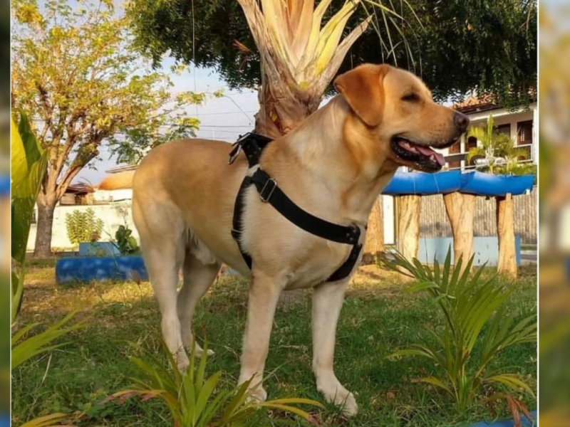 Procon identifica variação de até 300% em serviços pet em Patos